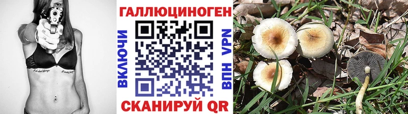 хочу Холм Псилоцибиновые грибы мицелий